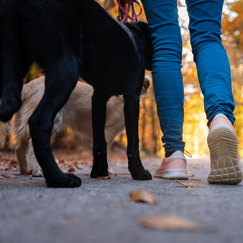 En tu Centro veterinario Más Veterinaria en Córdoba te ayudamos a conocer los síntomas, prevenir y controlar la artrosis canina