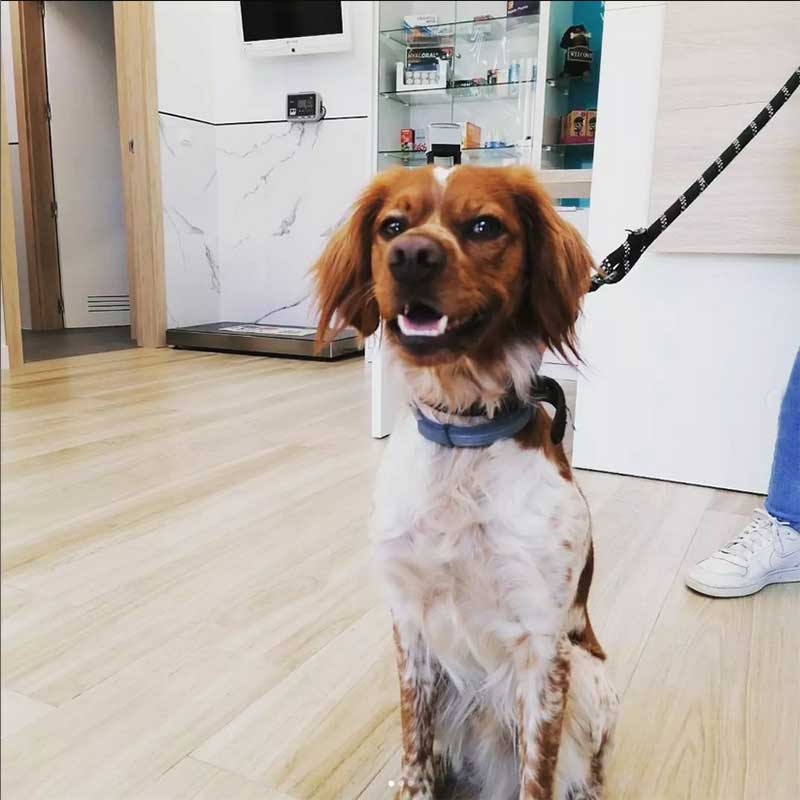 Vacuna a tu perro contra la leishmania para perros en Más Veterinaria en Córdoba